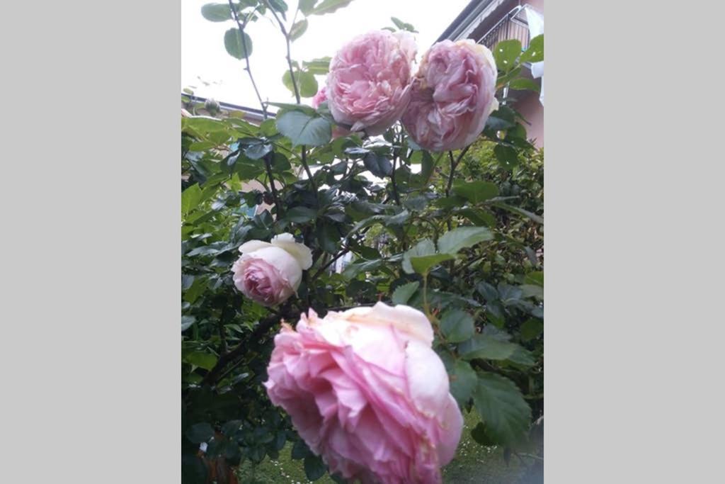La Rosa Appartamento